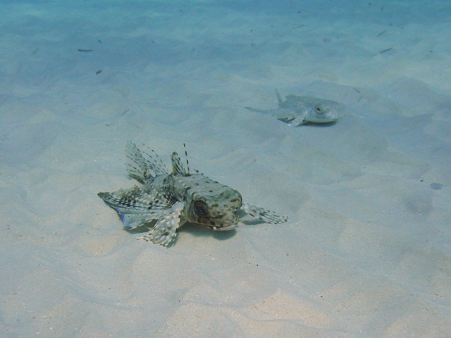 Dactylopterus volitans / pesce civetta